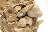 Miniature Fossil Cluster (Ammonites, Brachiopods) - France #212439-2